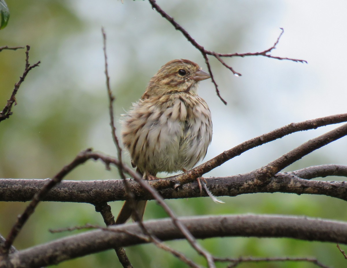 Lincoln's Sparrow - Cathy Beck
