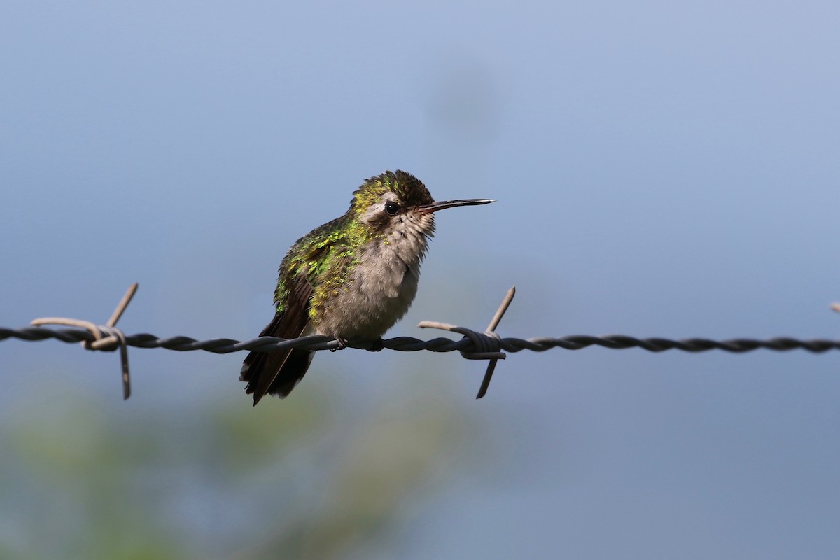 kolibřík Canivetův (ssp. salvini/osberti) - ML178571831