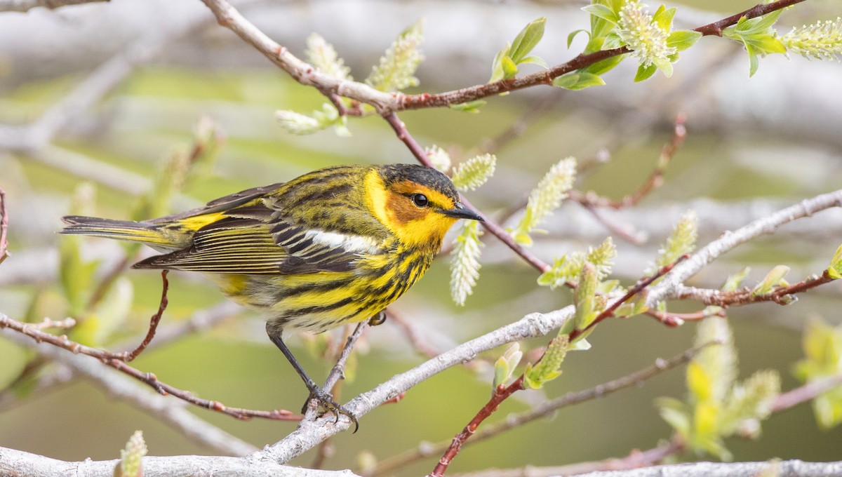 Cape May Warbler - ML178573571