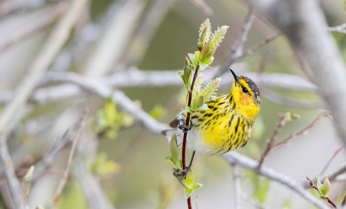 Cape May Warbler - ML178573601