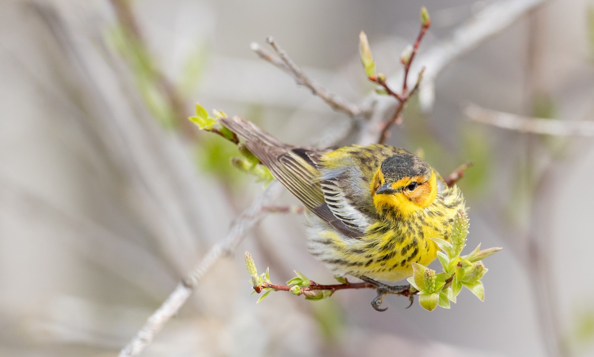 Cape May Warbler - ML178573611