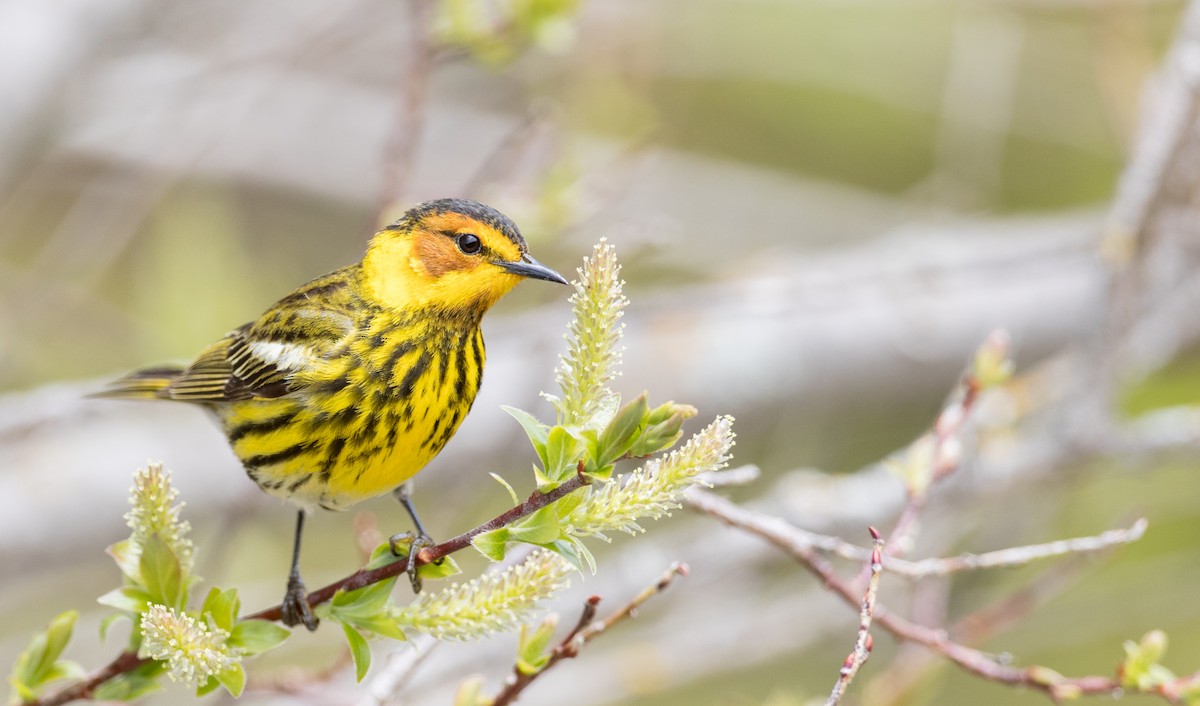 Cape May Warbler - ML178573621