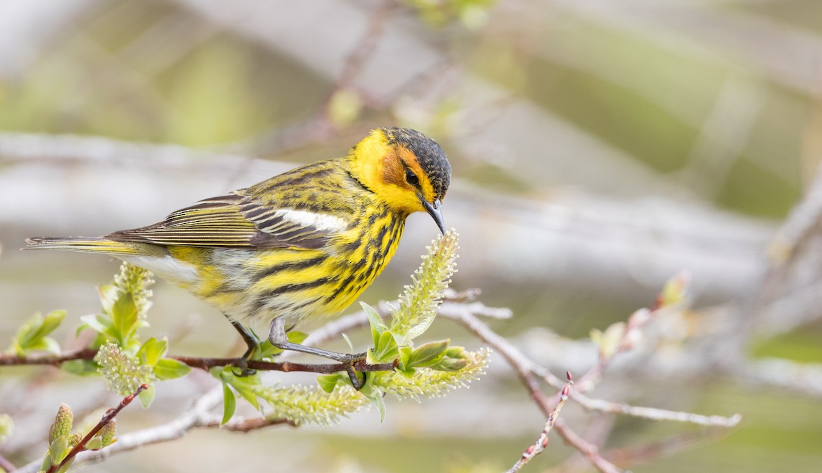 Cape May Warbler - ML178573641