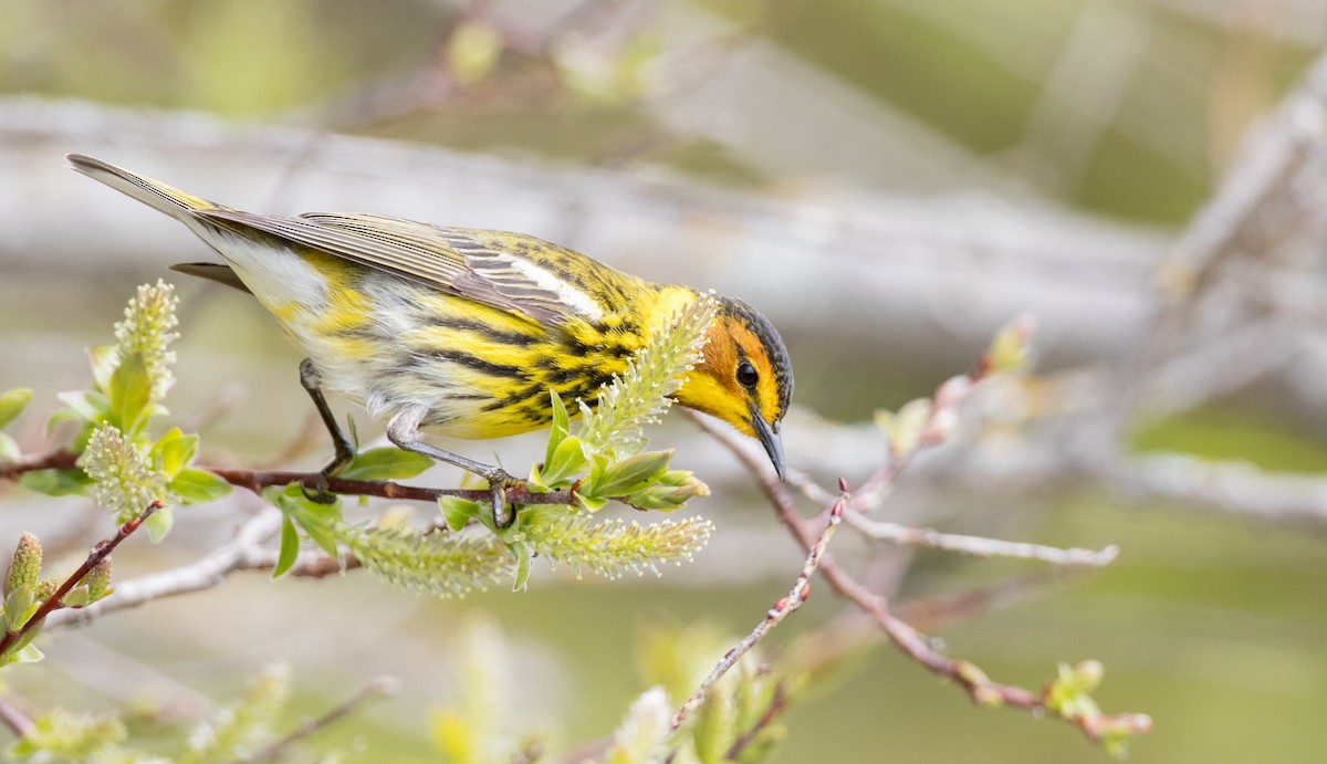 Cape May Warbler - ML178573651