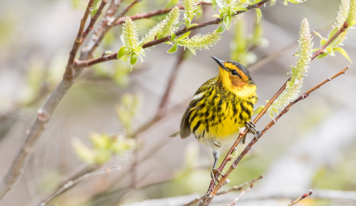Cape May Warbler - ML178573671
