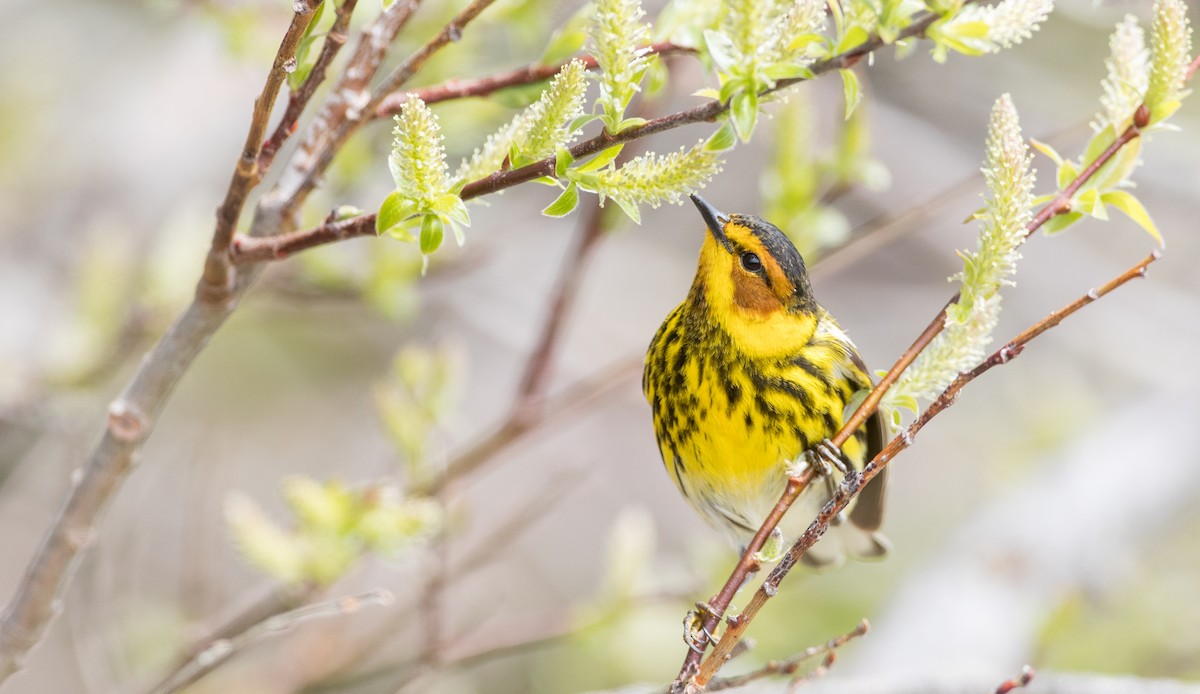 Cape May Warbler - ML178573681