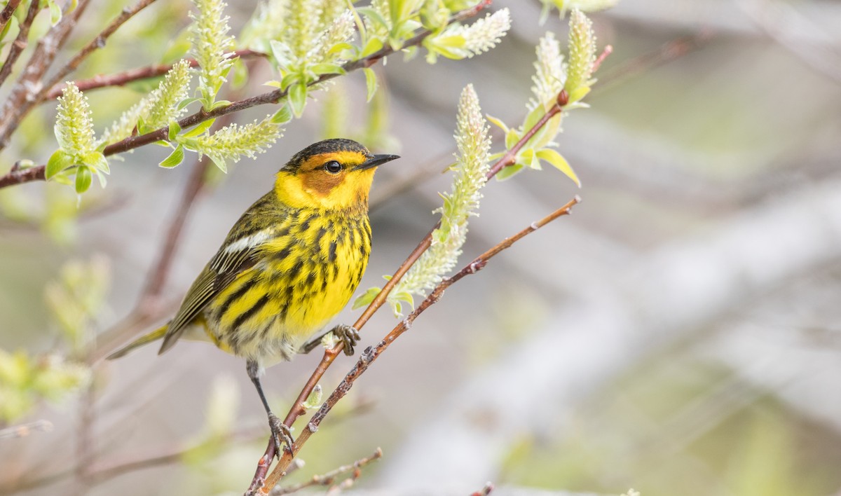 Cape May Warbler - ML178573691