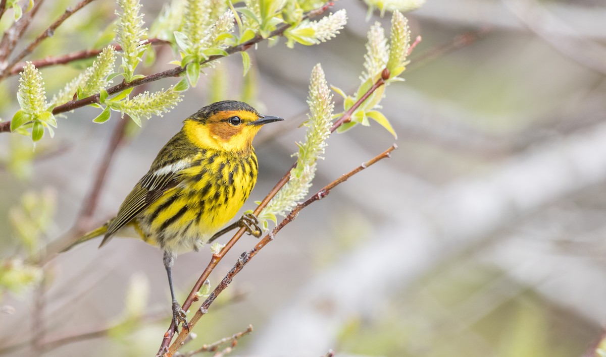 Cape May Warbler - ML178573701