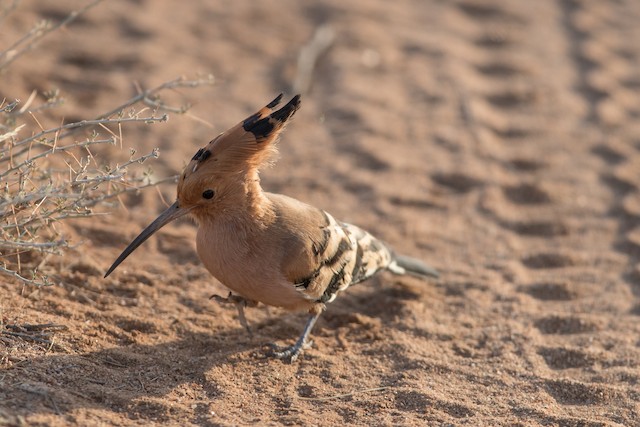 Bird foraging. - Eurasian Hoopoe - 