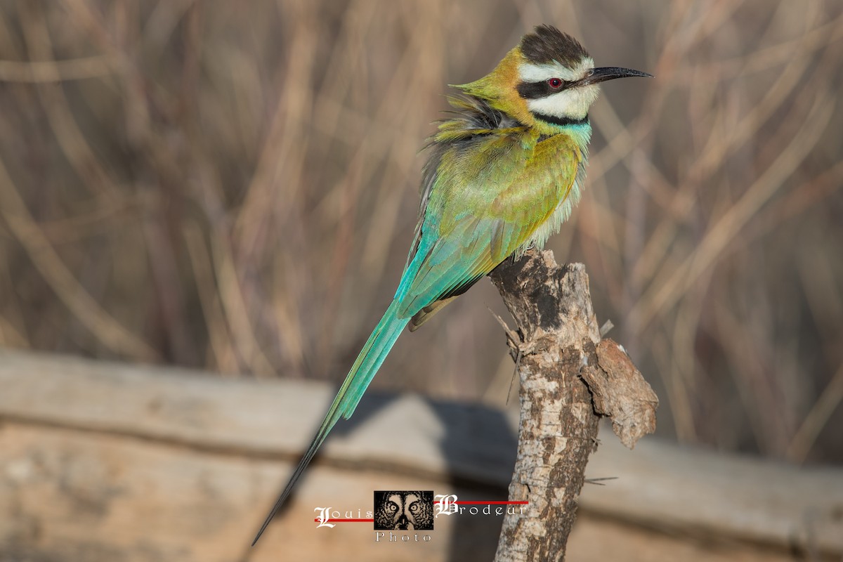 White-throated Bee-eater - Louis Brodeur