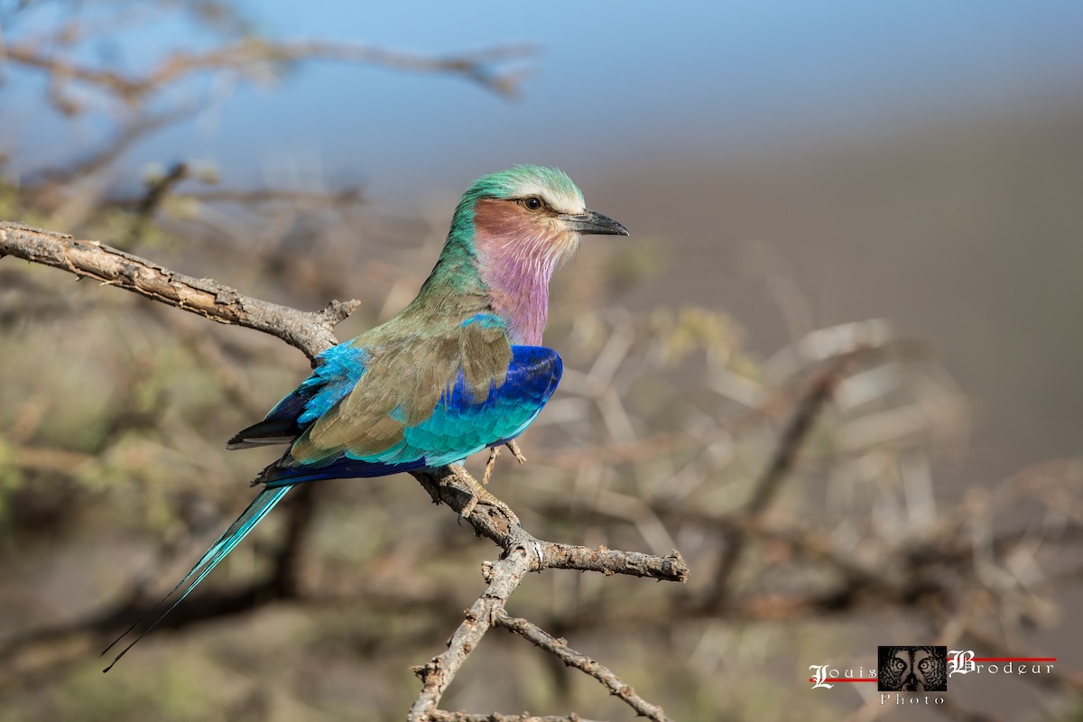Lilac-breasted Roller - ML178574521