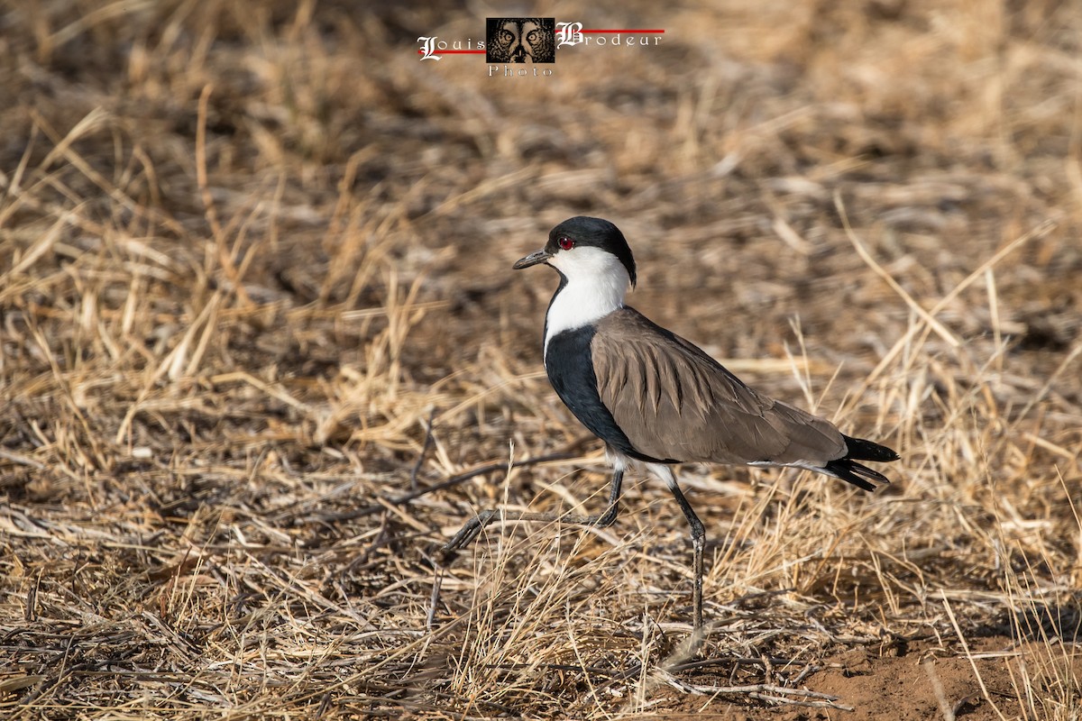 Spur-winged Lapwing - ML178575561
