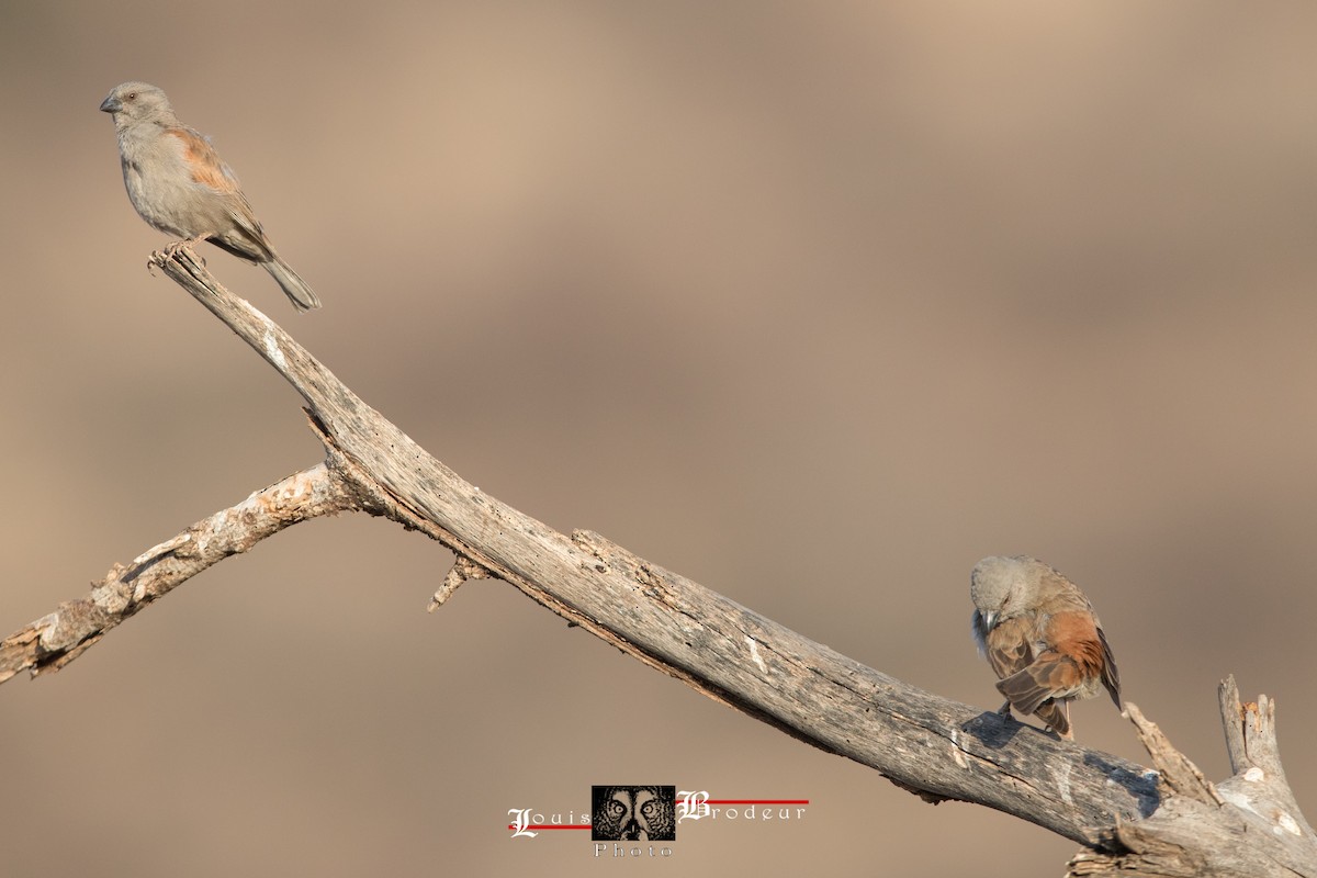 Parrot-billed Sparrow - ML178575751