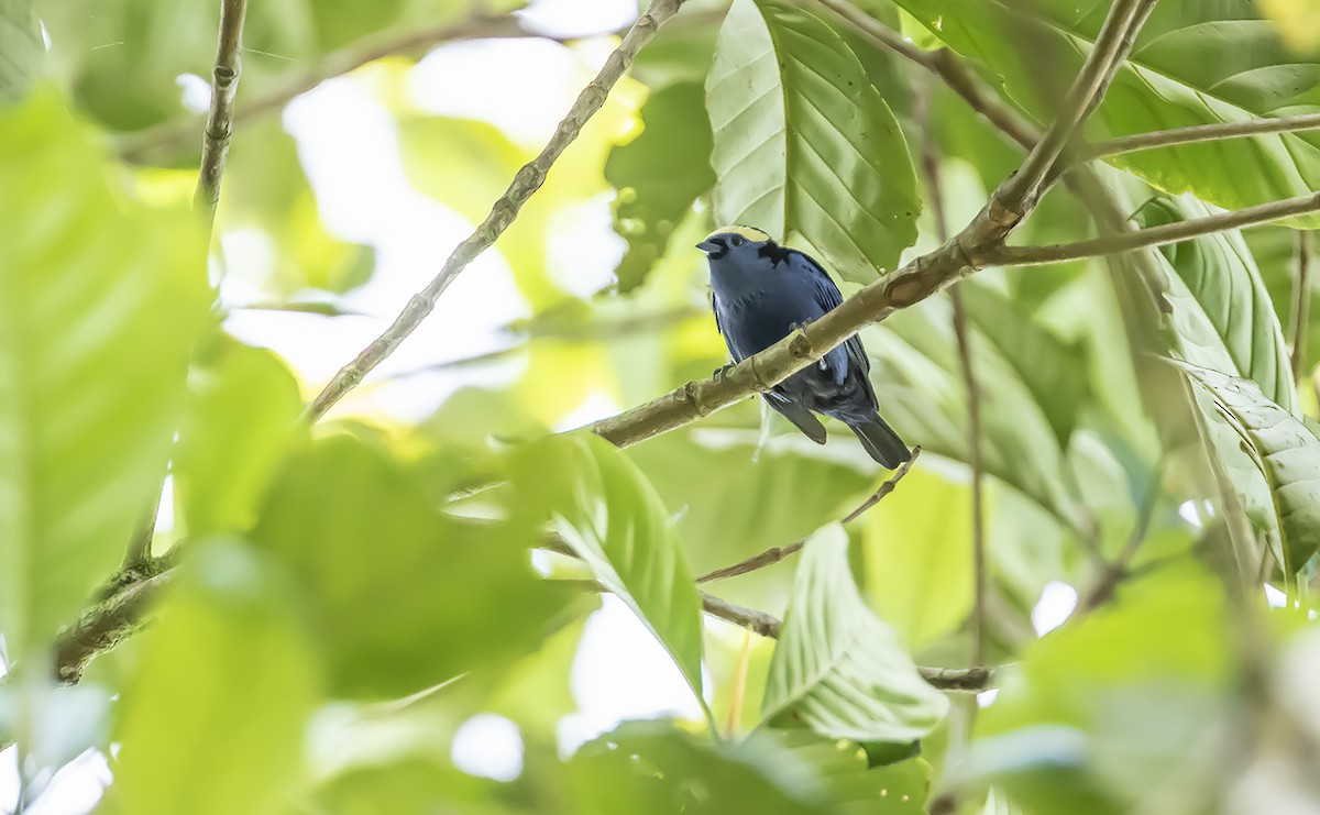 Opal-crowned Tanager - ML178578031