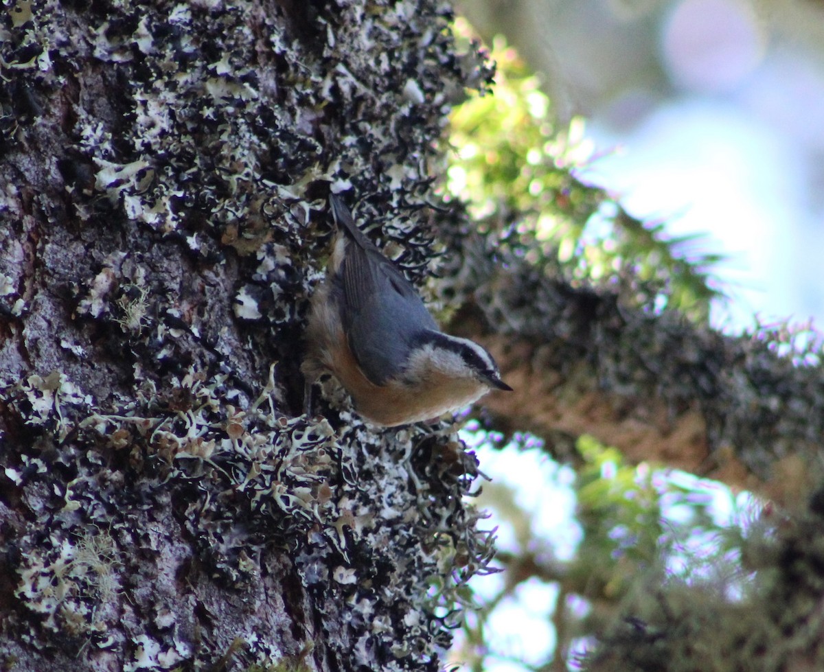 Red-breasted Nuthatch - Jean-Luc Cardenas