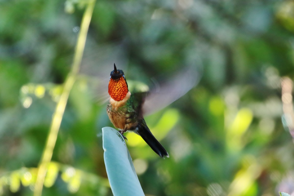 kolibřík oranžovohrdlý - ML178582811