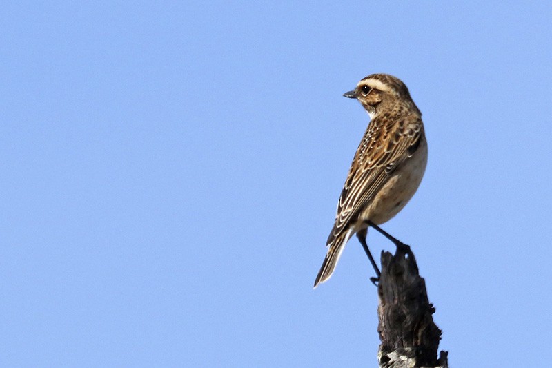 Whinchat - ML178582941