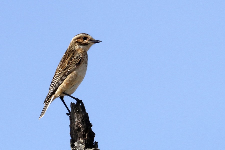 Whinchat - ML178582951