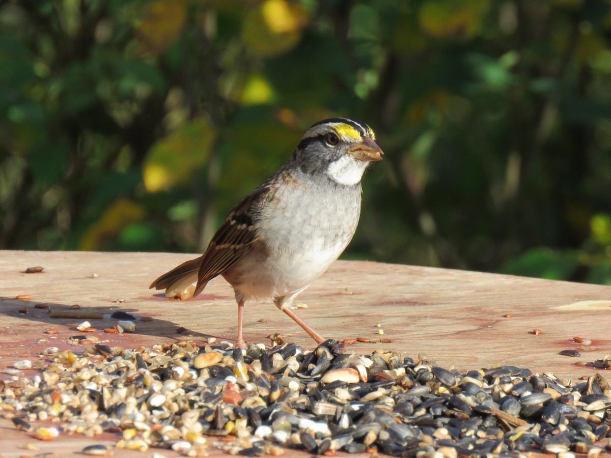 White-throated Sparrow - ML178584911