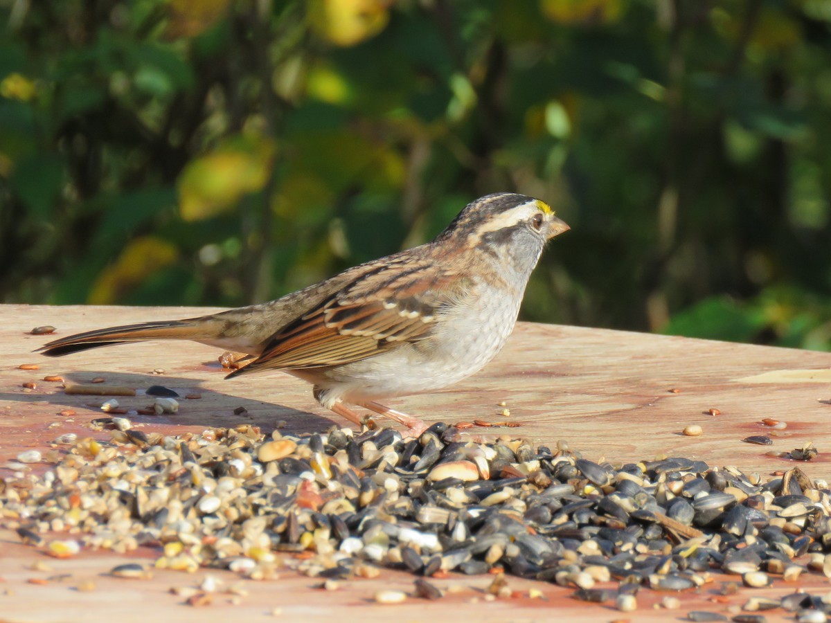 White-throated Sparrow - ML178585011