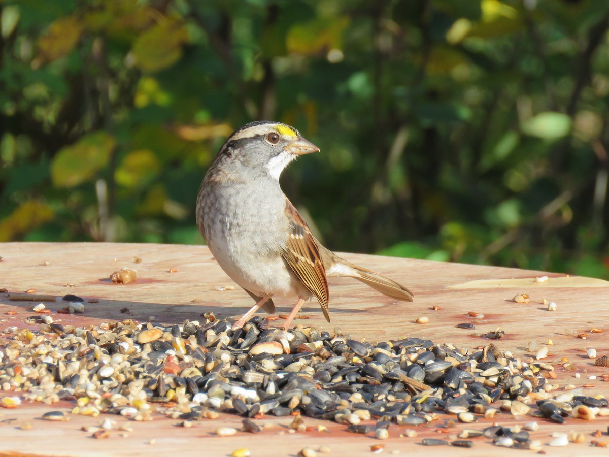 White-throated Sparrow - ML178585221