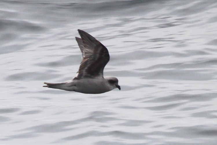 Fork-tailed Storm-Petrel - ML178587801