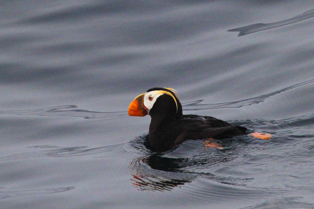 Tufted Puffin - ML178587941