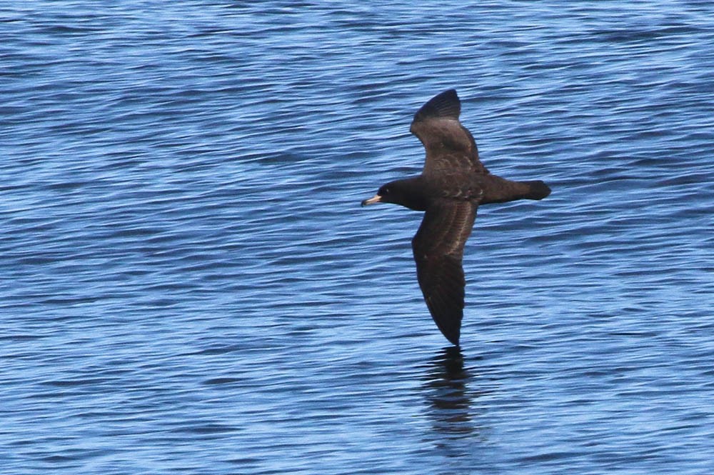 Flesh-footed Shearwater - ML178588031