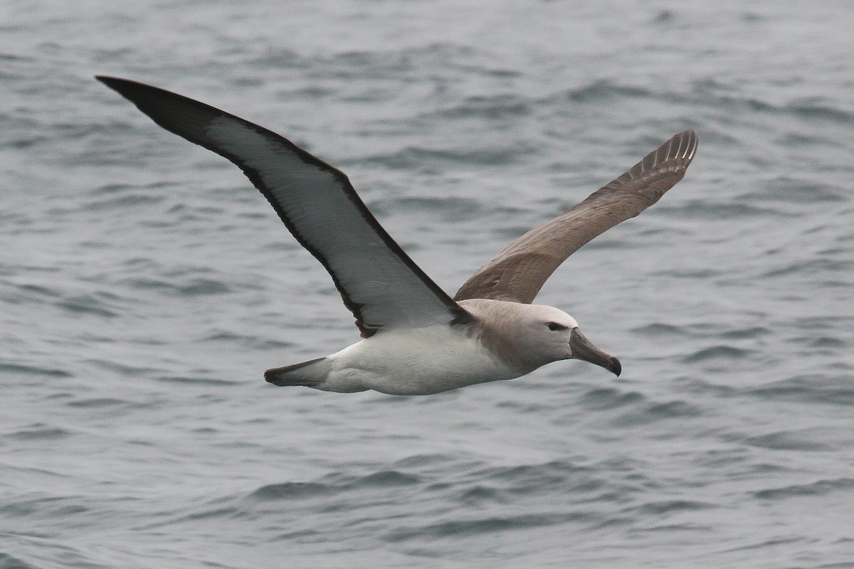 Salvin's Albatross - ML178588341