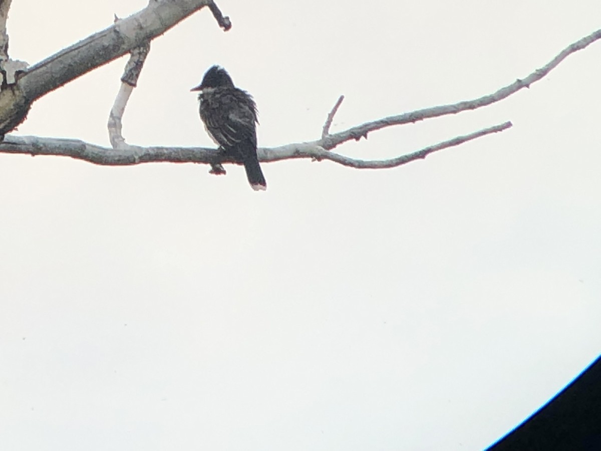 ML178590051 Eastern Kingbird Macaulay Library