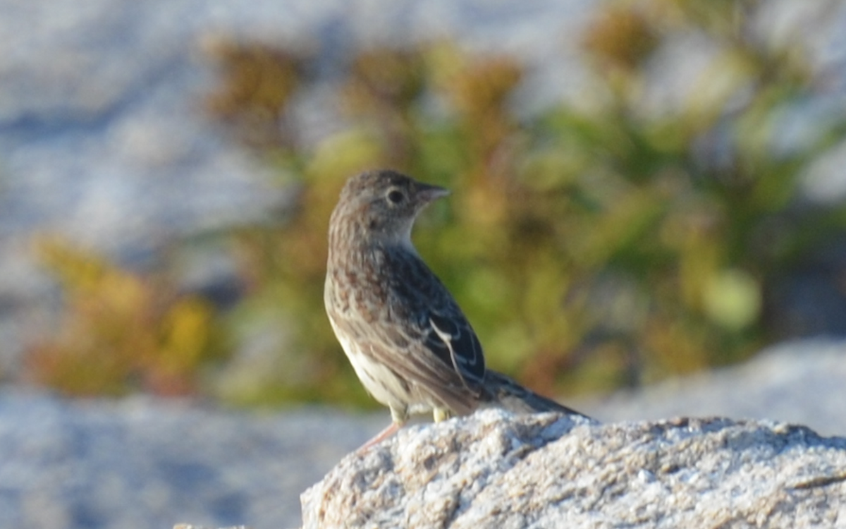 Cassin's Sparrow - eric masterson