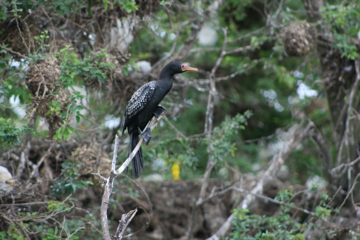 Long-tailed Cormorant - ML178592841