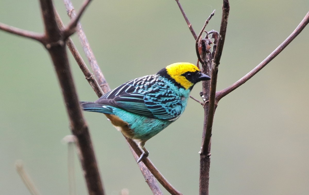 Saffron-crowned Tanager - ML178595541