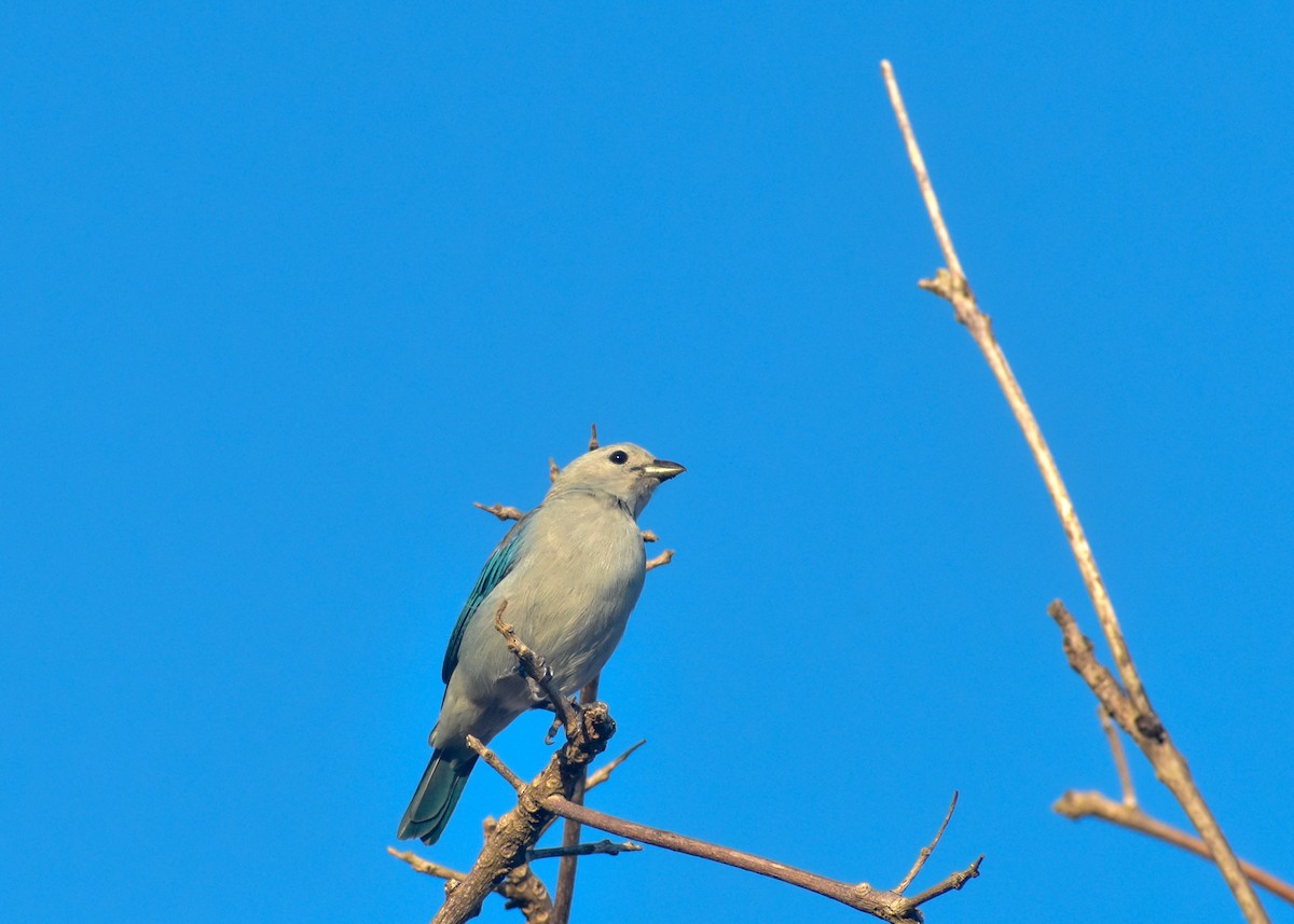 Blue-gray Tanager - ML178596191