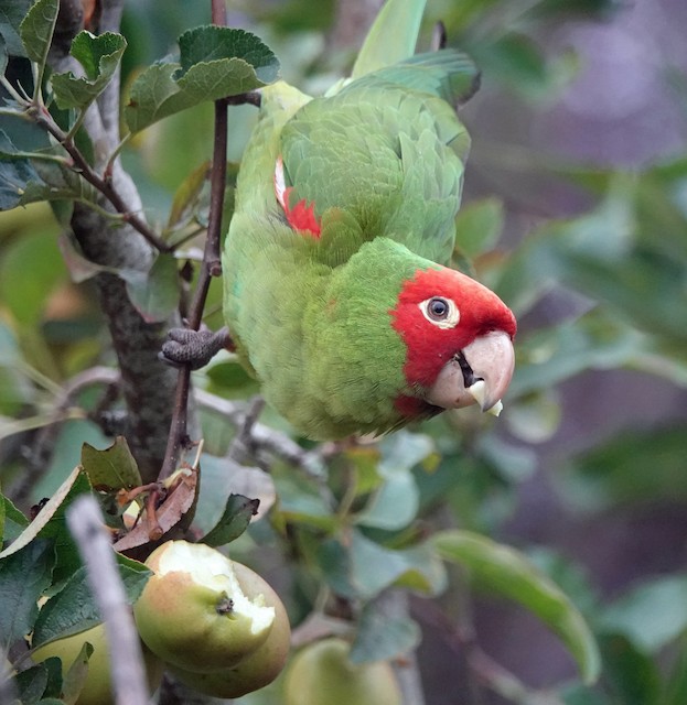 red masked conure