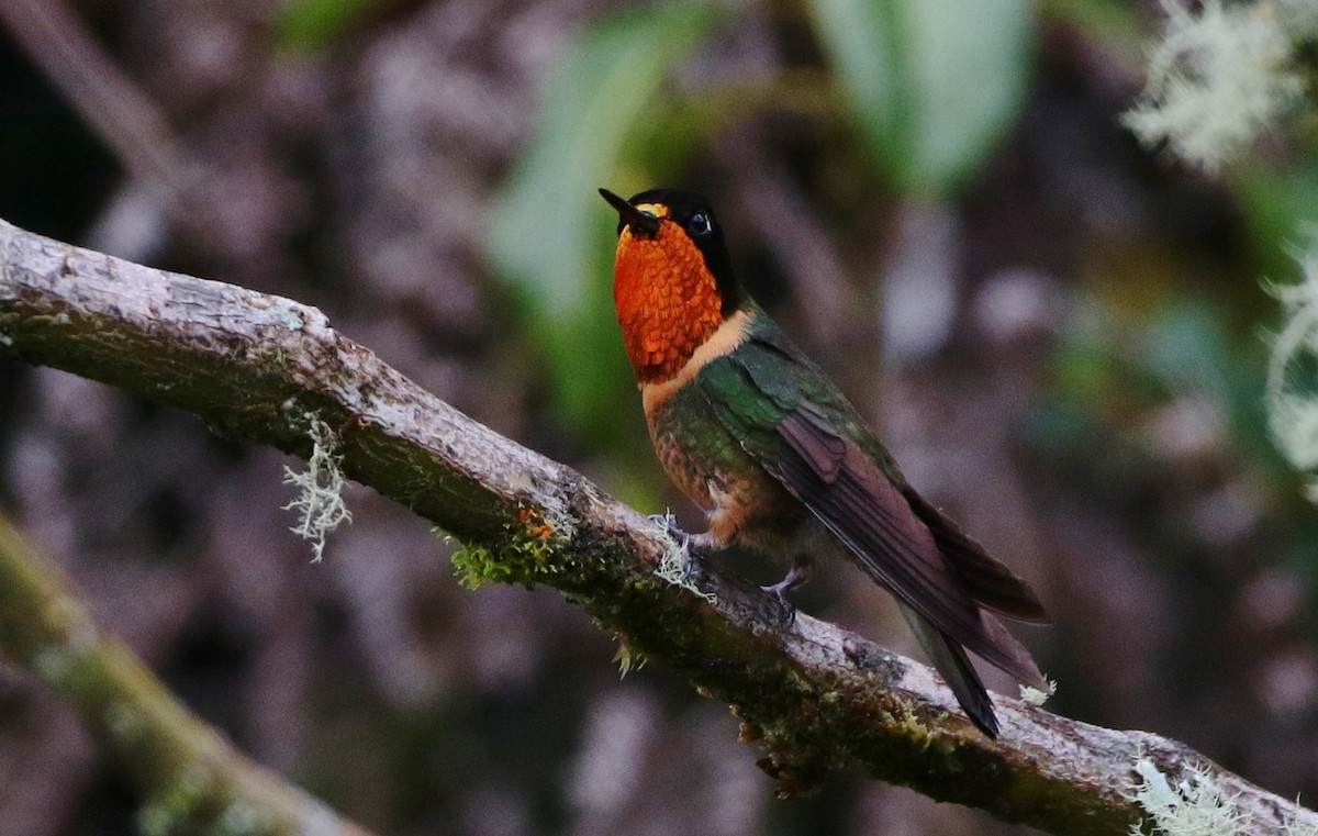 kolibřík oranžovohrdlý - ML178597971