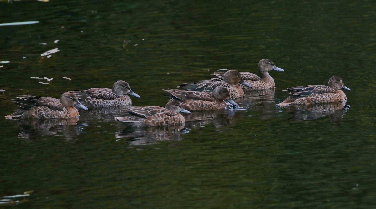 Blue-winged Teal - ML178603361