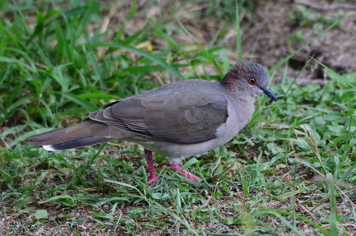 White-tipped Dove - Ad Konings