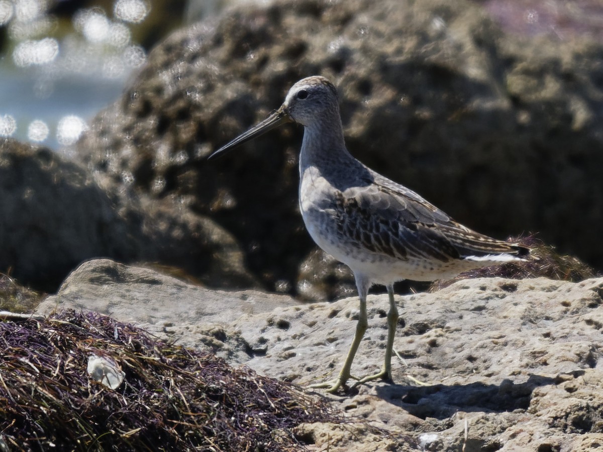 Short-billed Dowitcher - Dina Perry