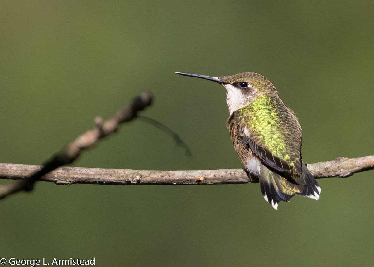 Ruby-throated Hummingbird - George Armistead | Hillstar Nature