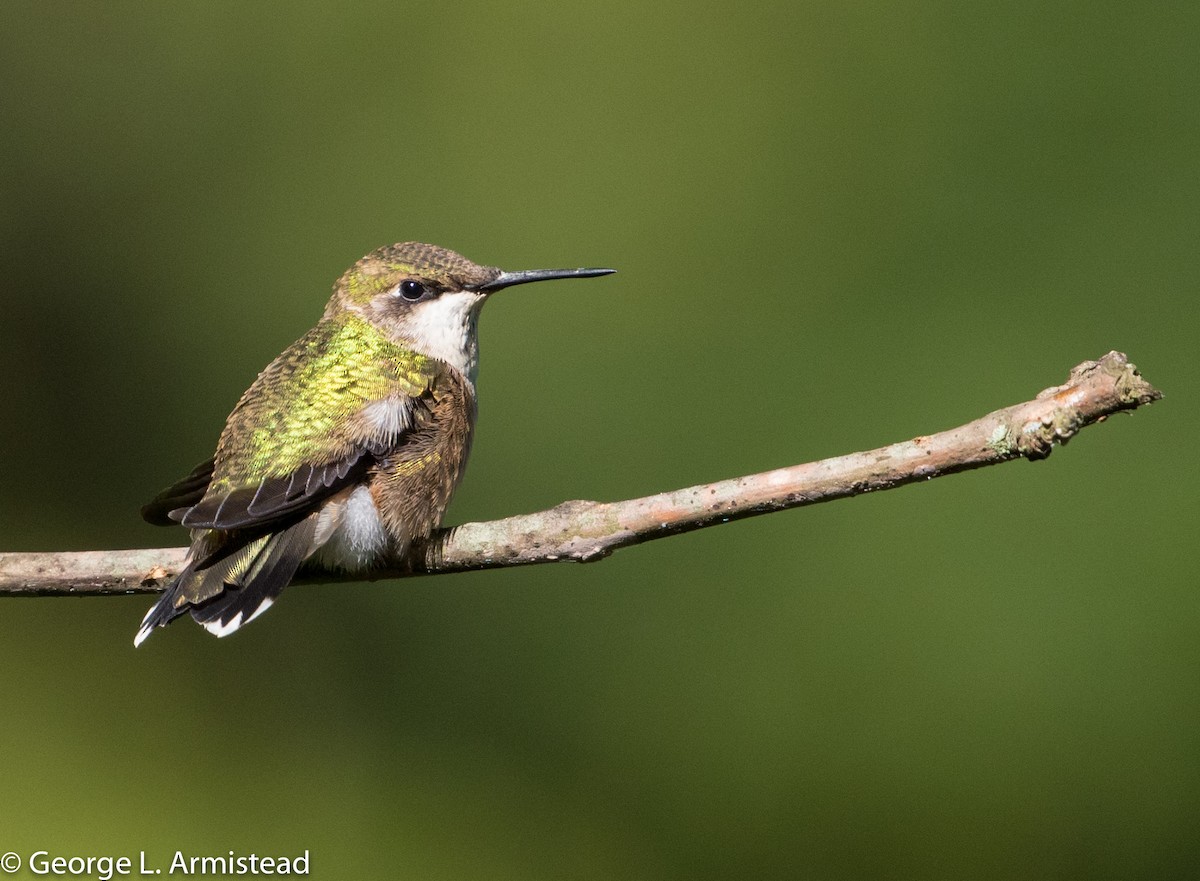 Ruby-throated Hummingbird - George Armistead | Hillstar Nature