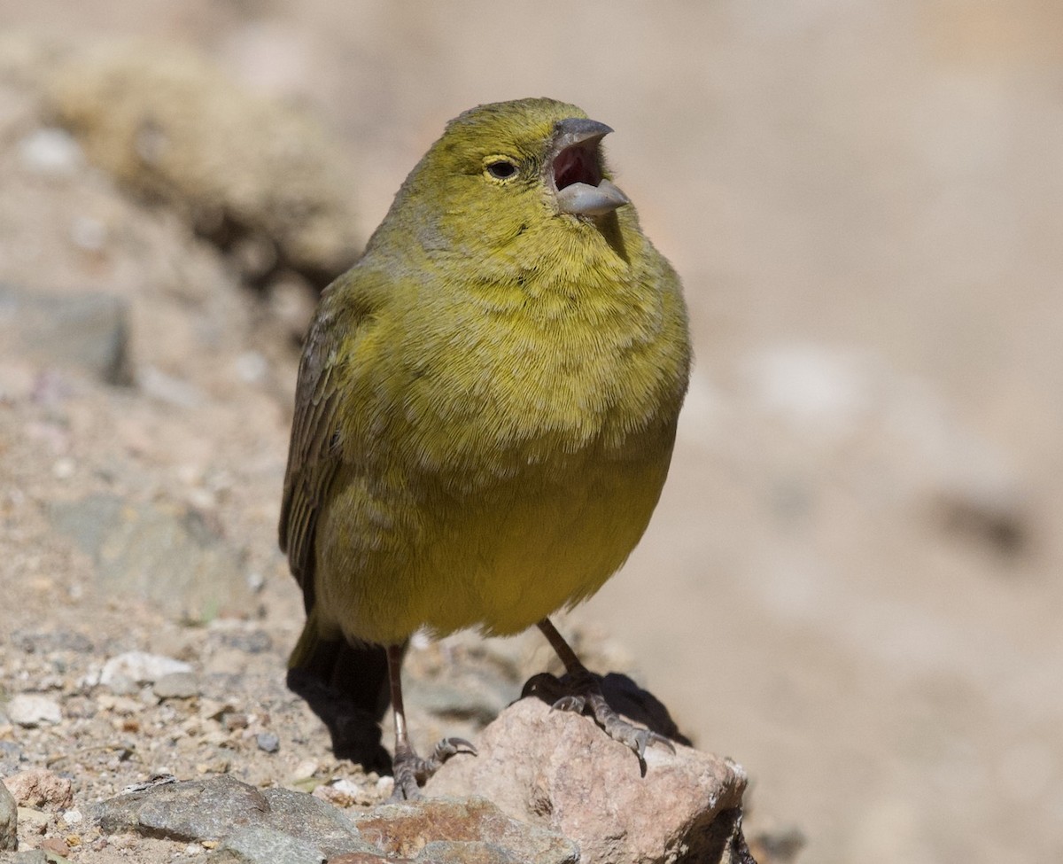 Greenish Yellow-Finch - ML178621111