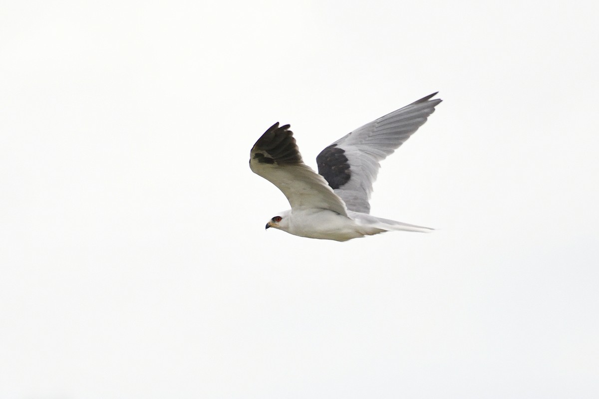 White-tailed Kite - ML178624621