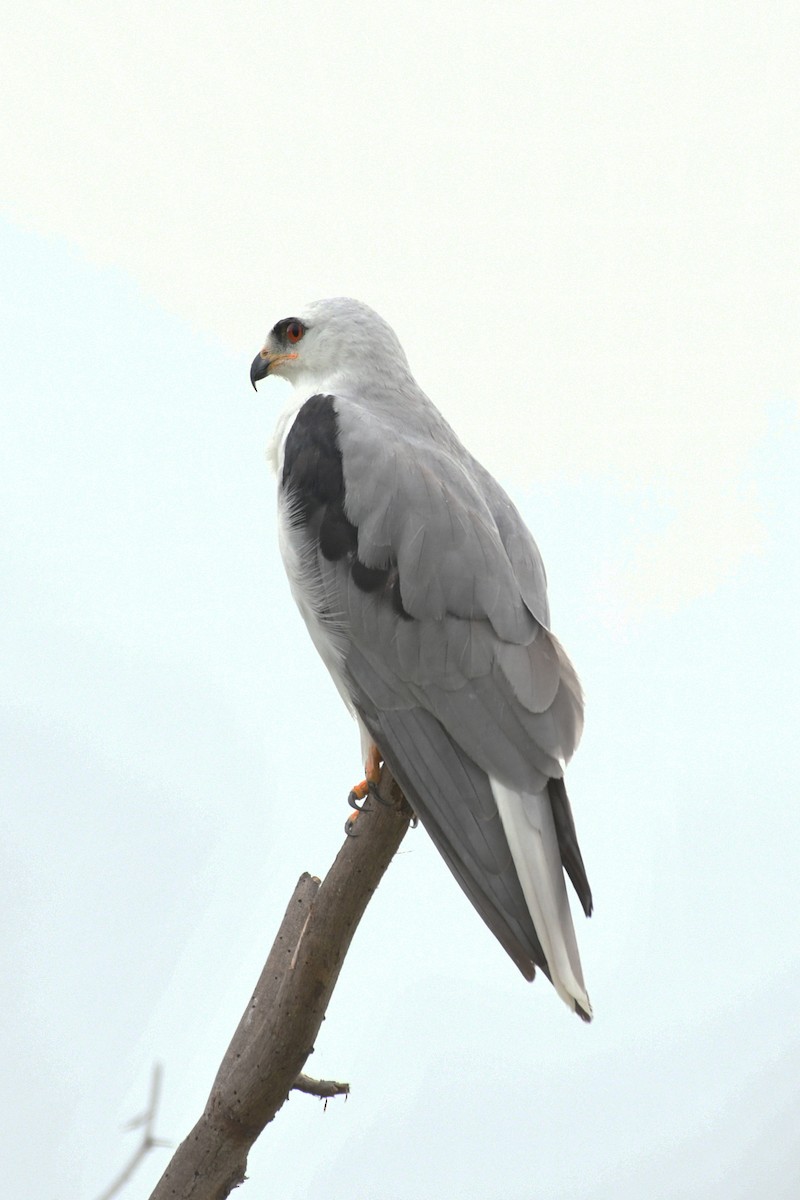 White-tailed Kite - ML178624701