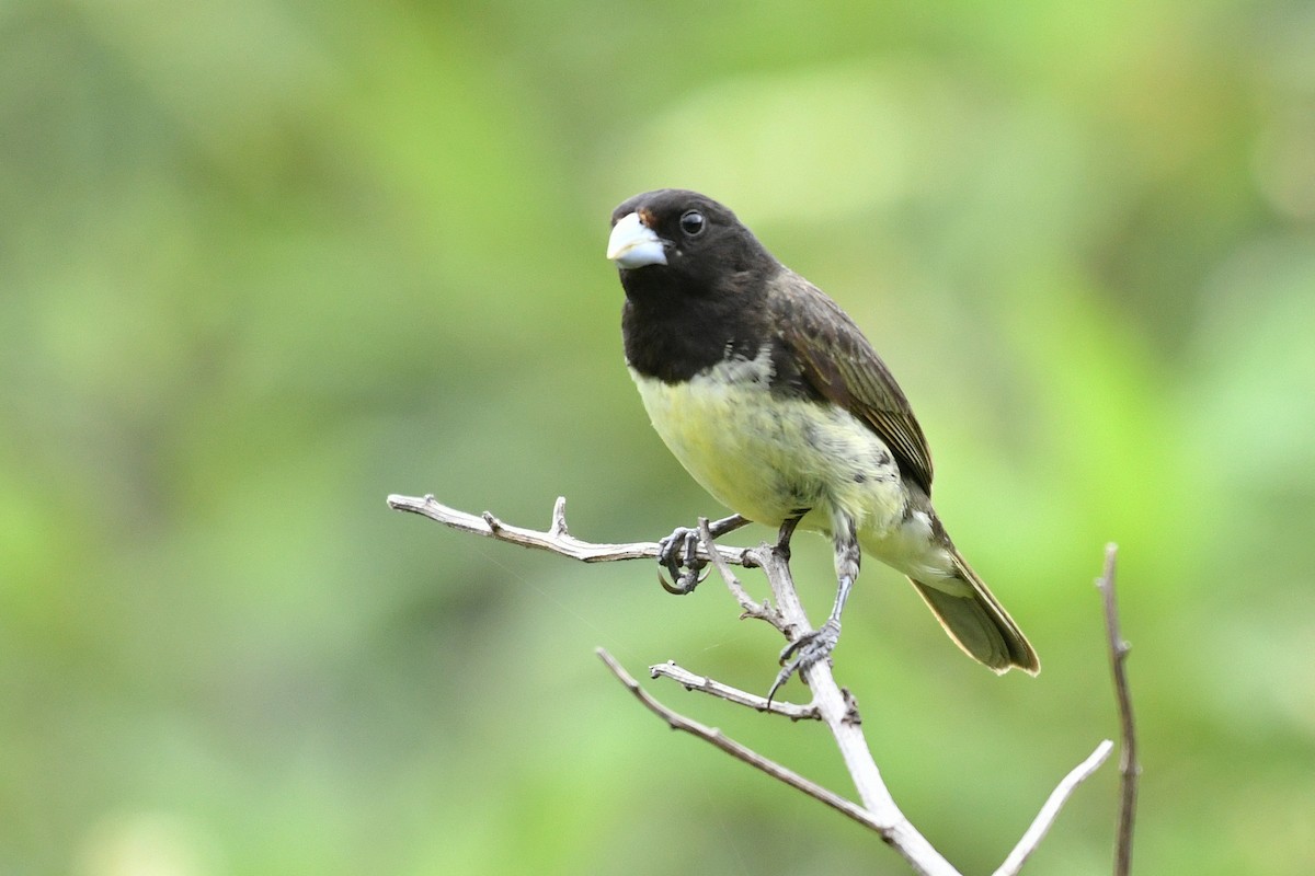 Yellow-bellied Seedeater - ML178625661