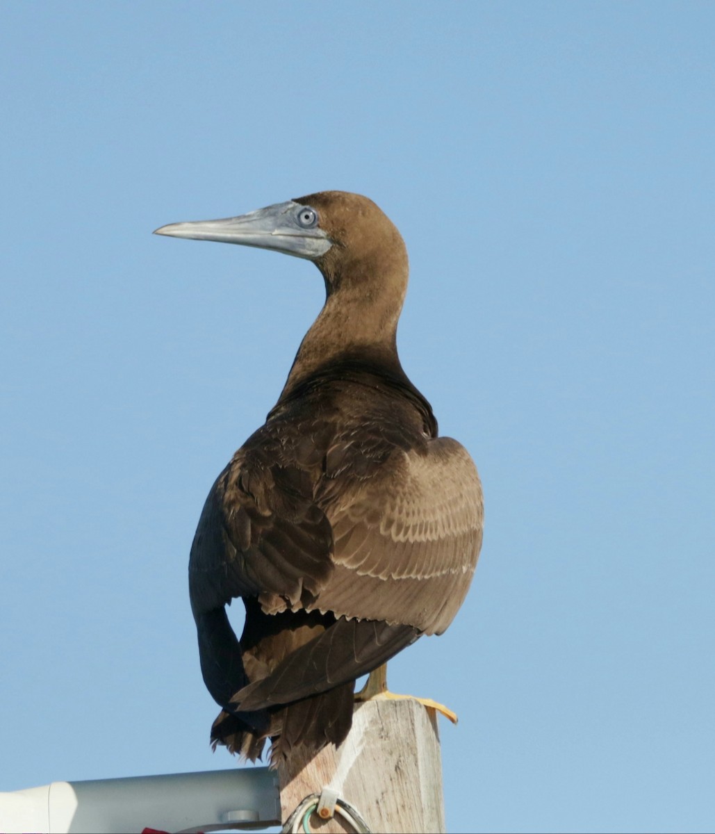 Brown Booby - ML178631301