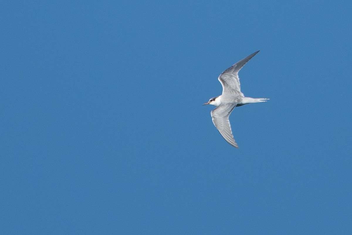 Common Tern - Mark Schulist