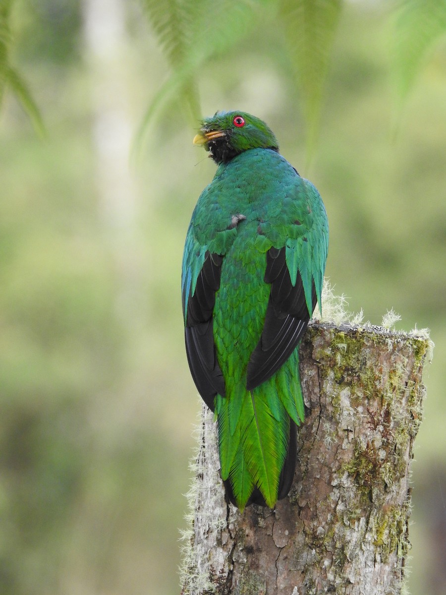 Crested Quetzal - ML178632151