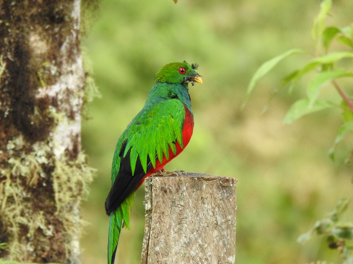 Crested Quetzal - ML178632191