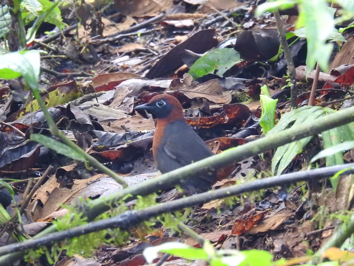 Rufous-breasted Antthrush - Marcelo Quipo